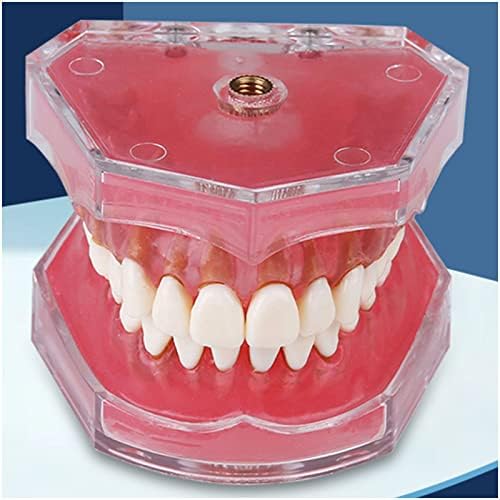 Modelo odontológico padrão KH66ZKY - Modelo de demonstração de prática padrão odontológica - Molfo dental de